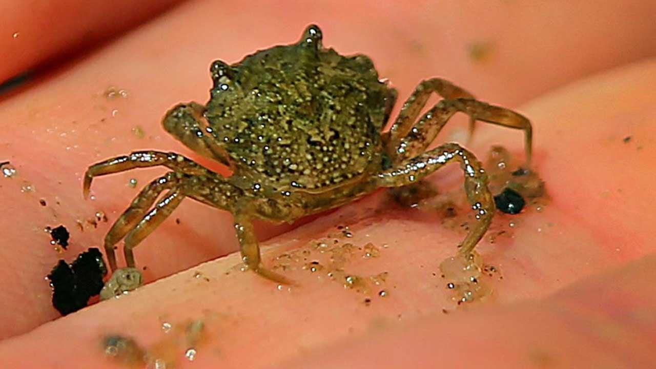 New Hampshire Distillery Turning Invasive Green Crabs Into Whiskey