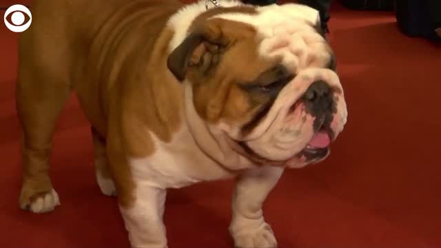 Watch: Most Popular Dog Breeds