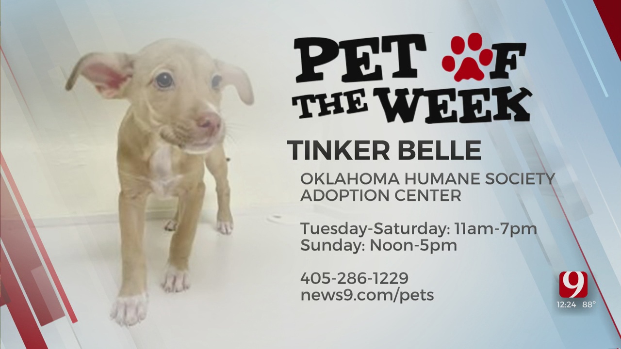 Pet Of The Week: Tinker Belle