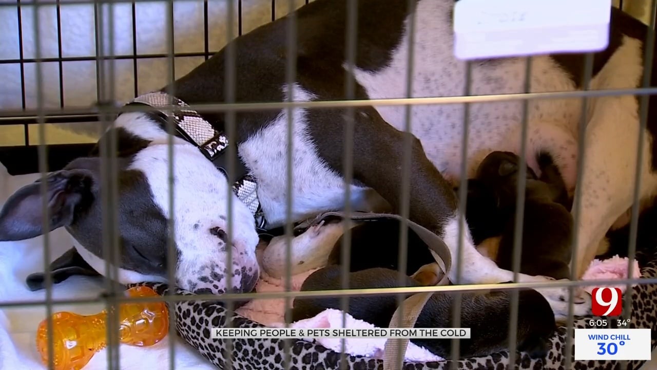 Angel Fund OKC Raises Funds To Provide More Dog Kennels In Homeless Shelter