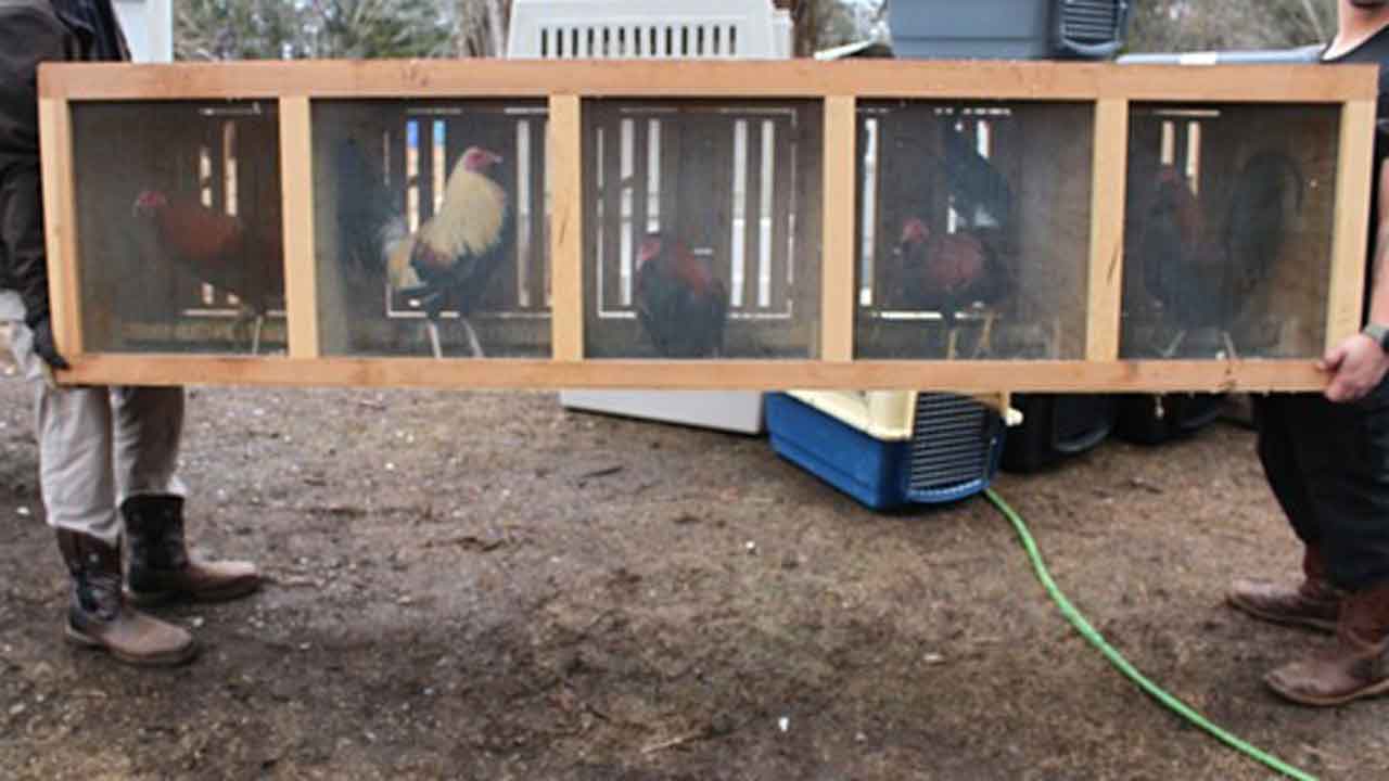 Norman Fire Uncovers Large-Scale Rooster Fighting Operation