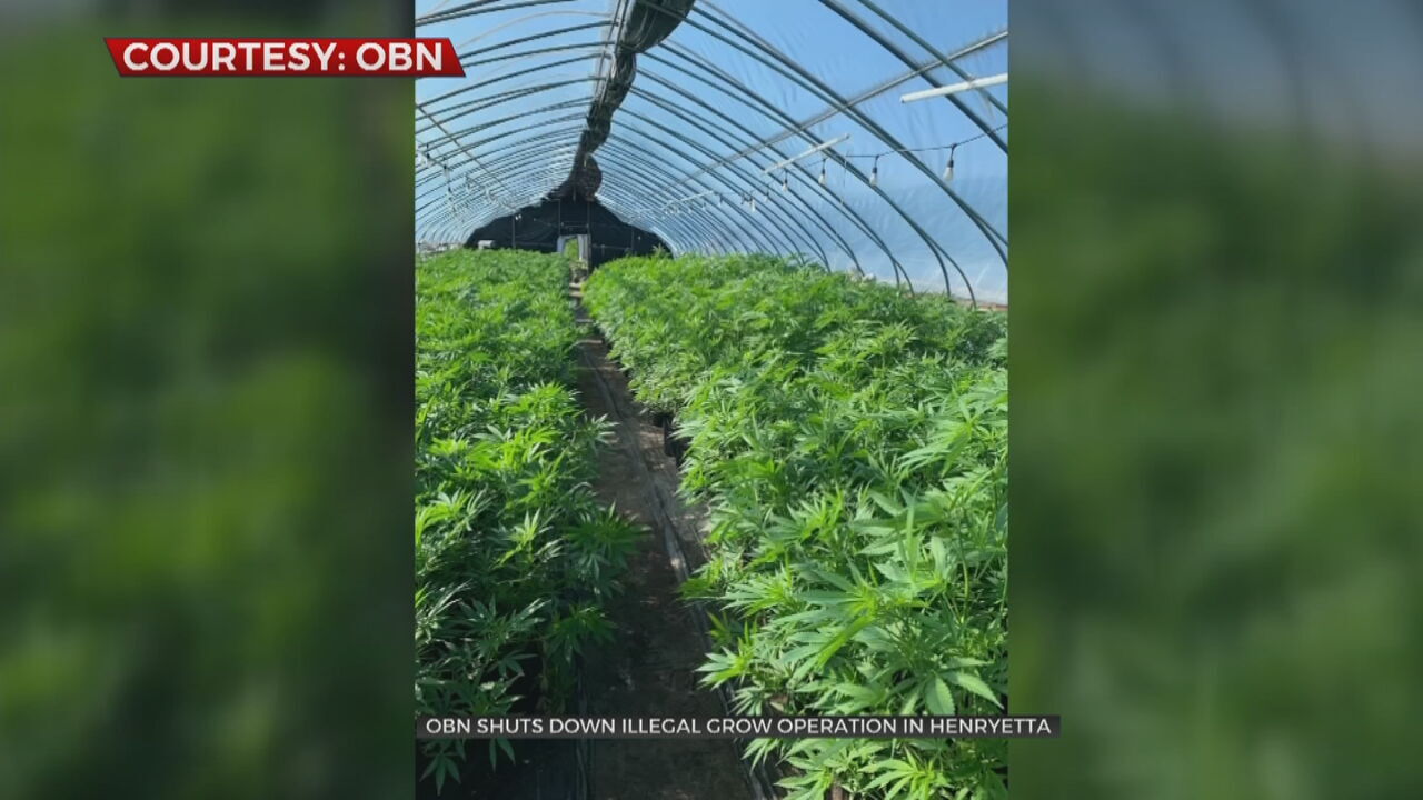 OBN Seizes 42,000 Plants From Illegal Marijuana Growing Operation In Henryetta