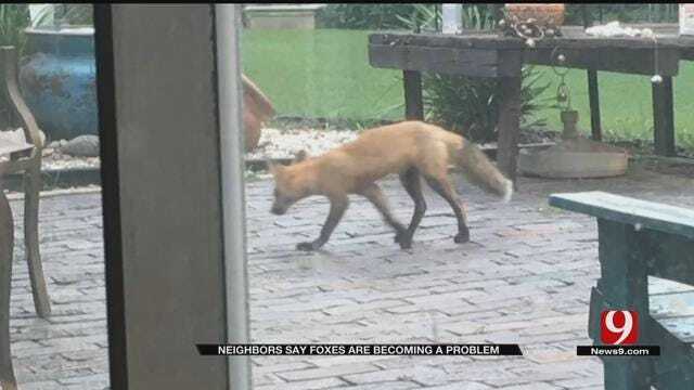 Residents Say Foxes Are Becoming A Problem In Metro Neighborhood