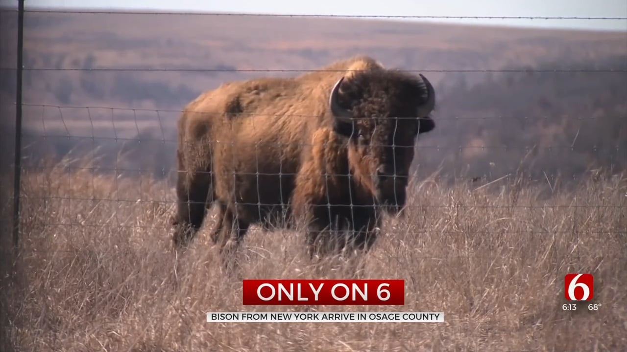 Osage Nation Welcomes Pure Bison From The Bronx Zoo After 26-Hour Journey