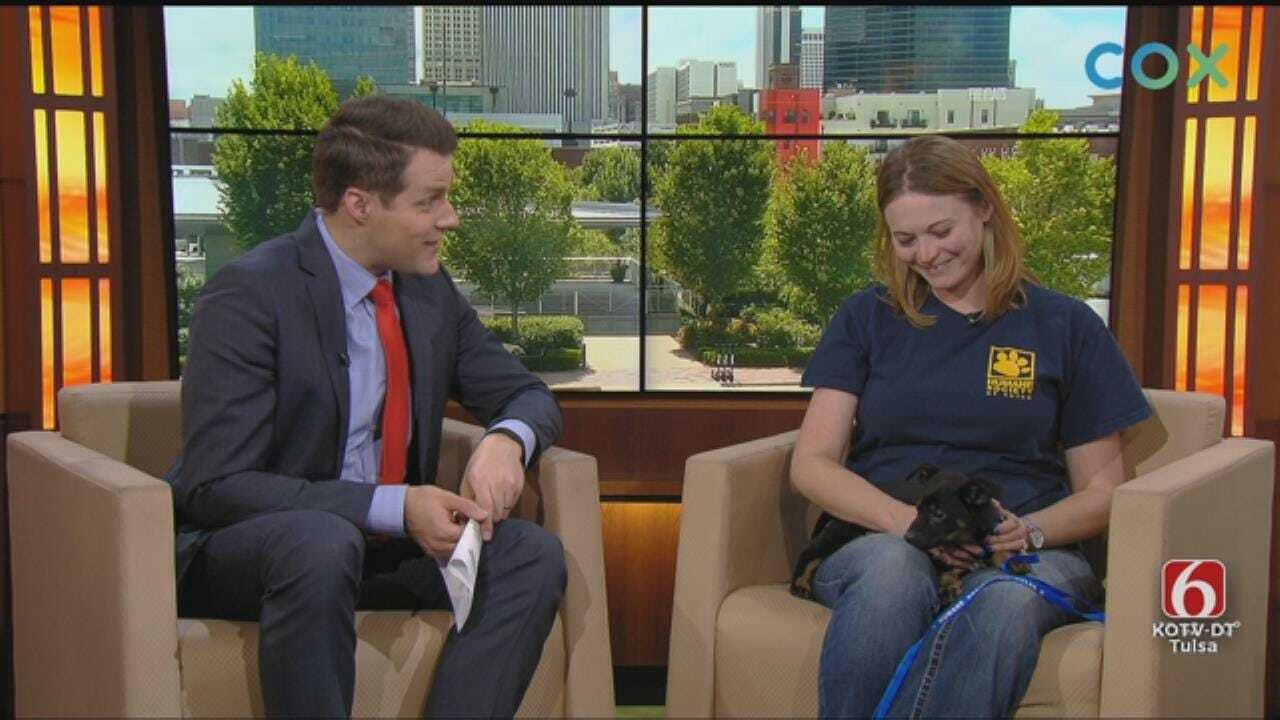 You're Invited To Humane Society Of Tulsa Birthday Paw-Ty