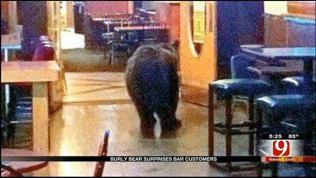 Bear Surprises Bar Customers In Colorado