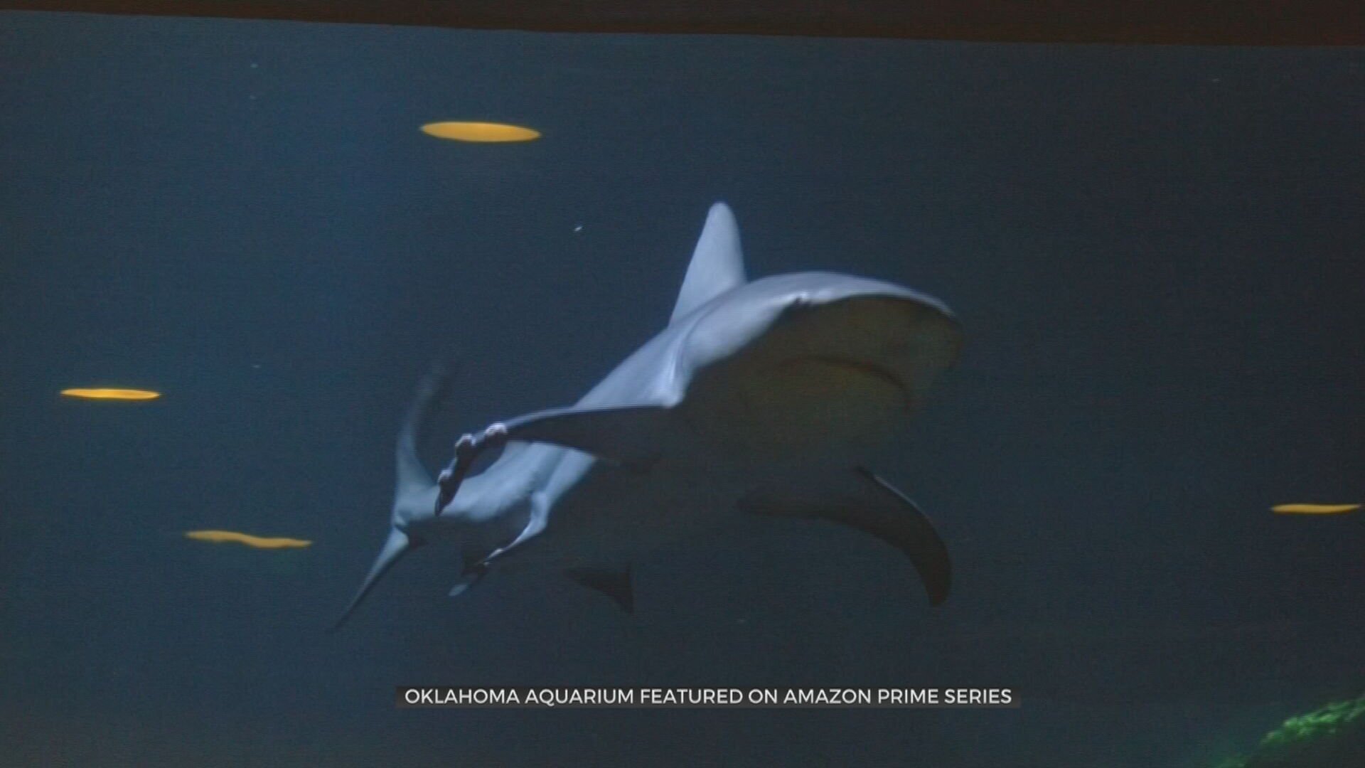 Oklahoma Aquarium’s Bull Sharks To Be Featured On Amazon Prime Series 
