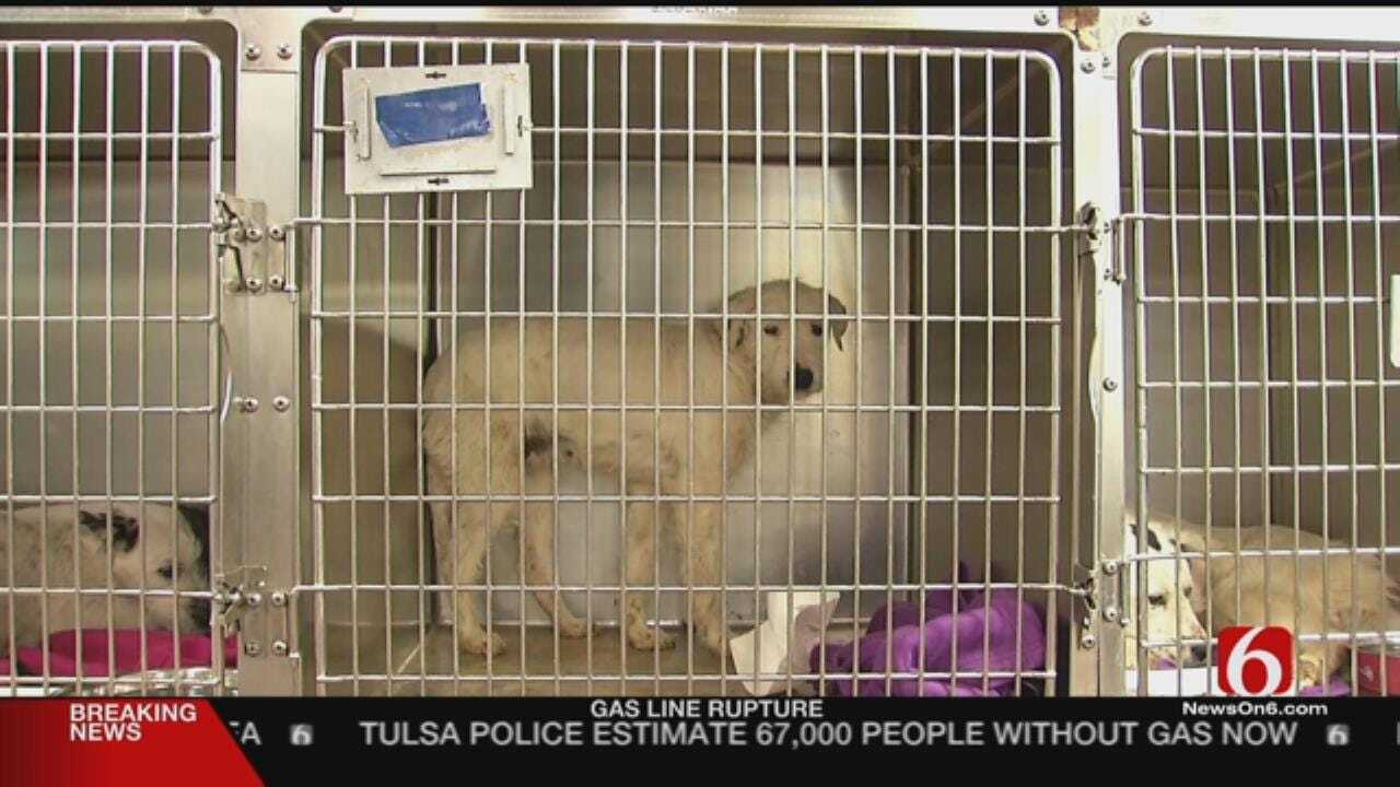 Tulsa Humane Society Rescues 52 Dogs From Home