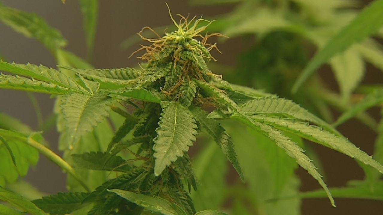 New Oklahoma Laws Target Illegal Marijuana Grow Operations