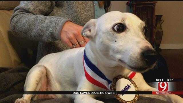 Dogs Saves Diabetic Owner's Life In Metro