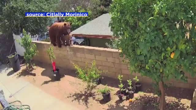 WATCH: California Teen Pushes Bear Off Wall To Save Her Dogs  
