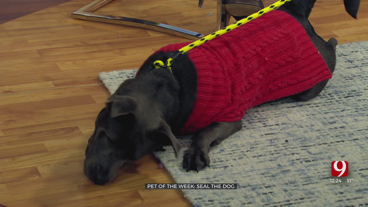 Pet Of The Week: Seal The Dog