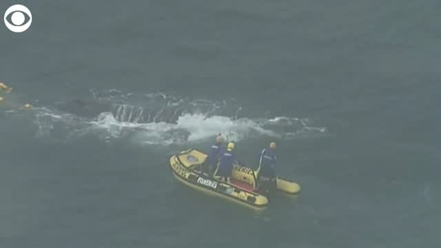 Whales Freed After Being Caught In Shark Nets Off Gold Coast's Main Beach