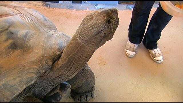 Tulsa Zoo Gives 100-Year-Old Tortoise Big Send-Off