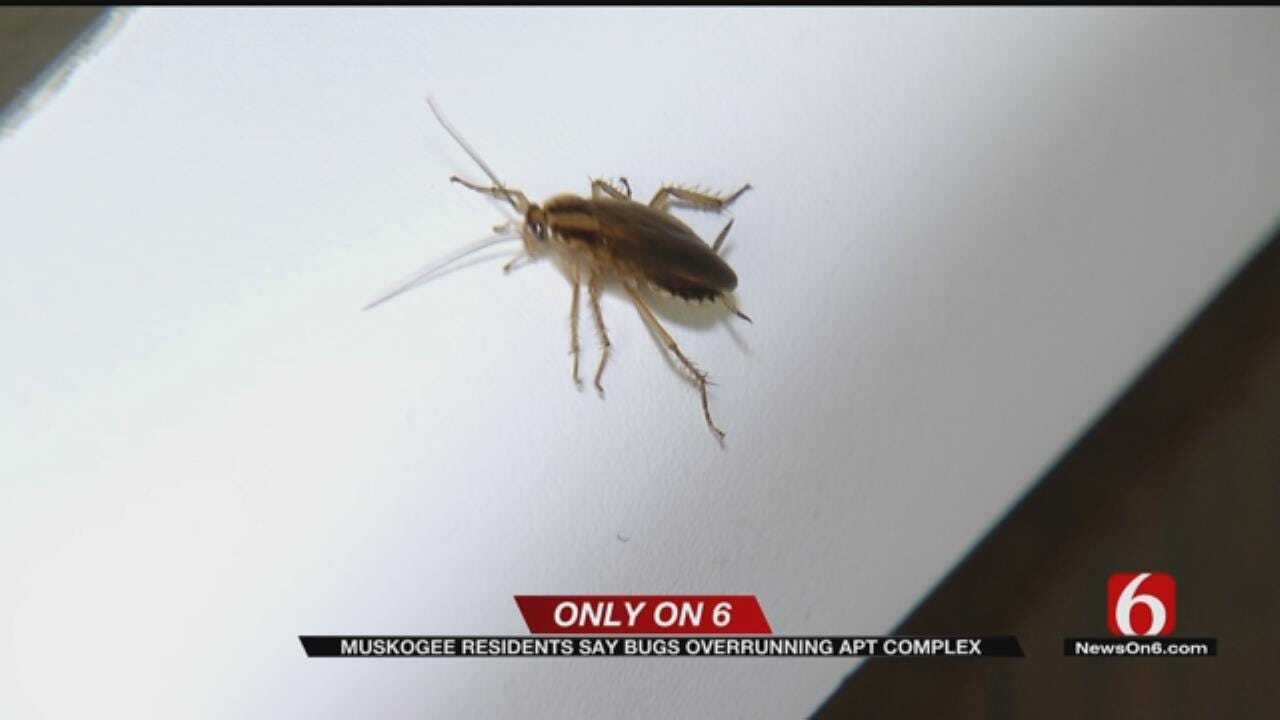 Muskogee Apartment Complex Infested With Bugs, Tenant Says