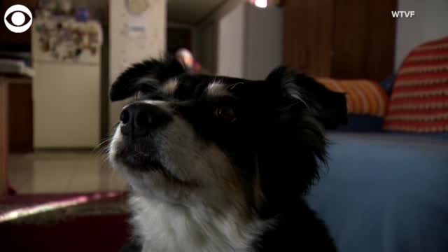 Tennessee Man Leaves $5 Million To Pet Border Collie
