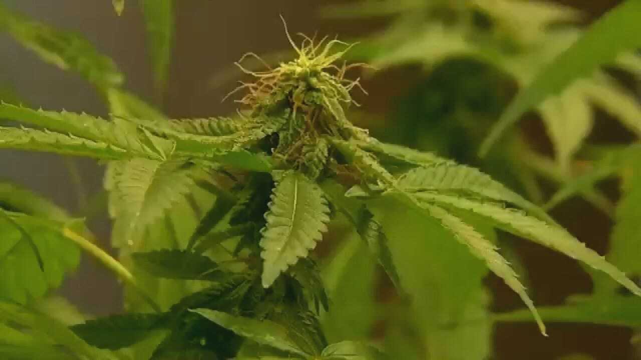Petition To Legalize Marijuana