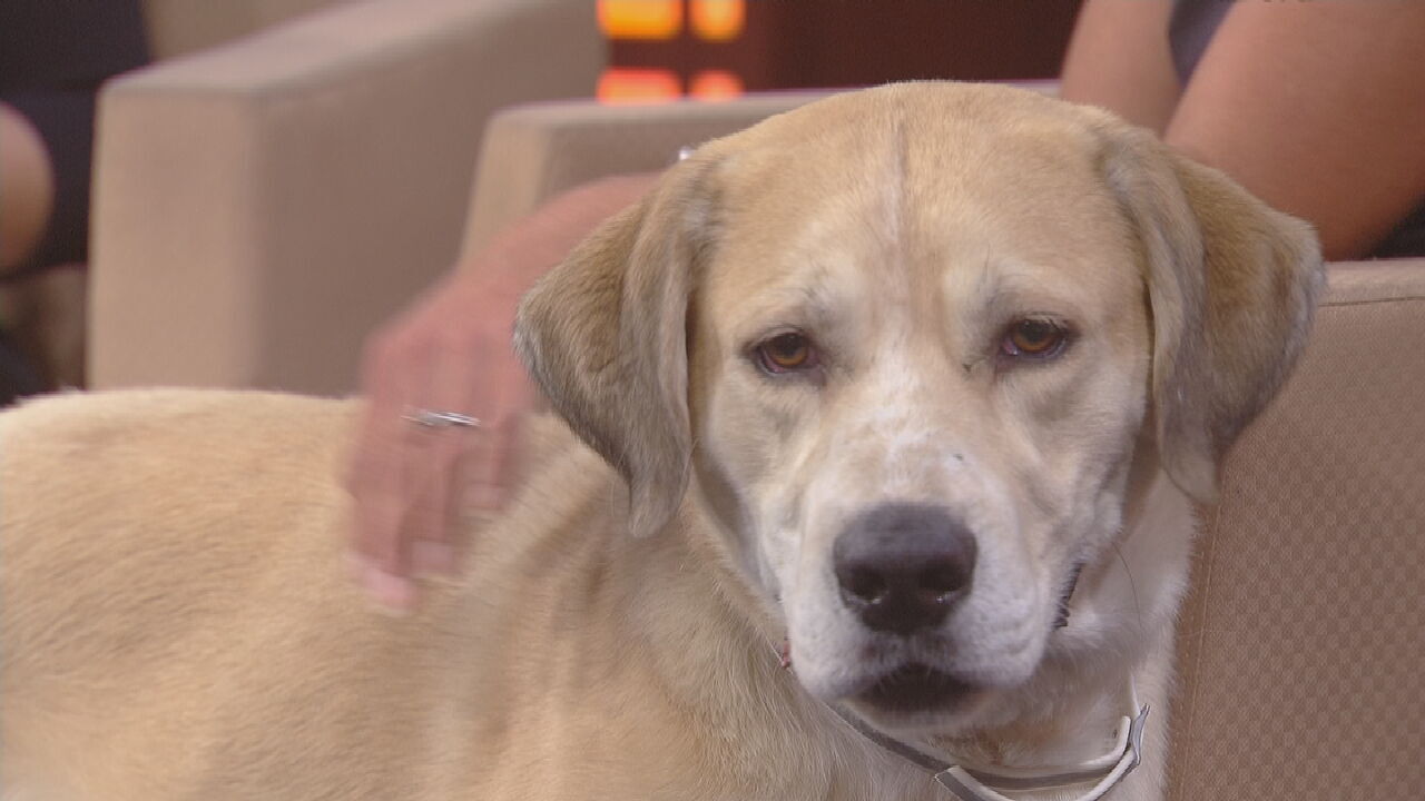 Pet Of The Week: Banner