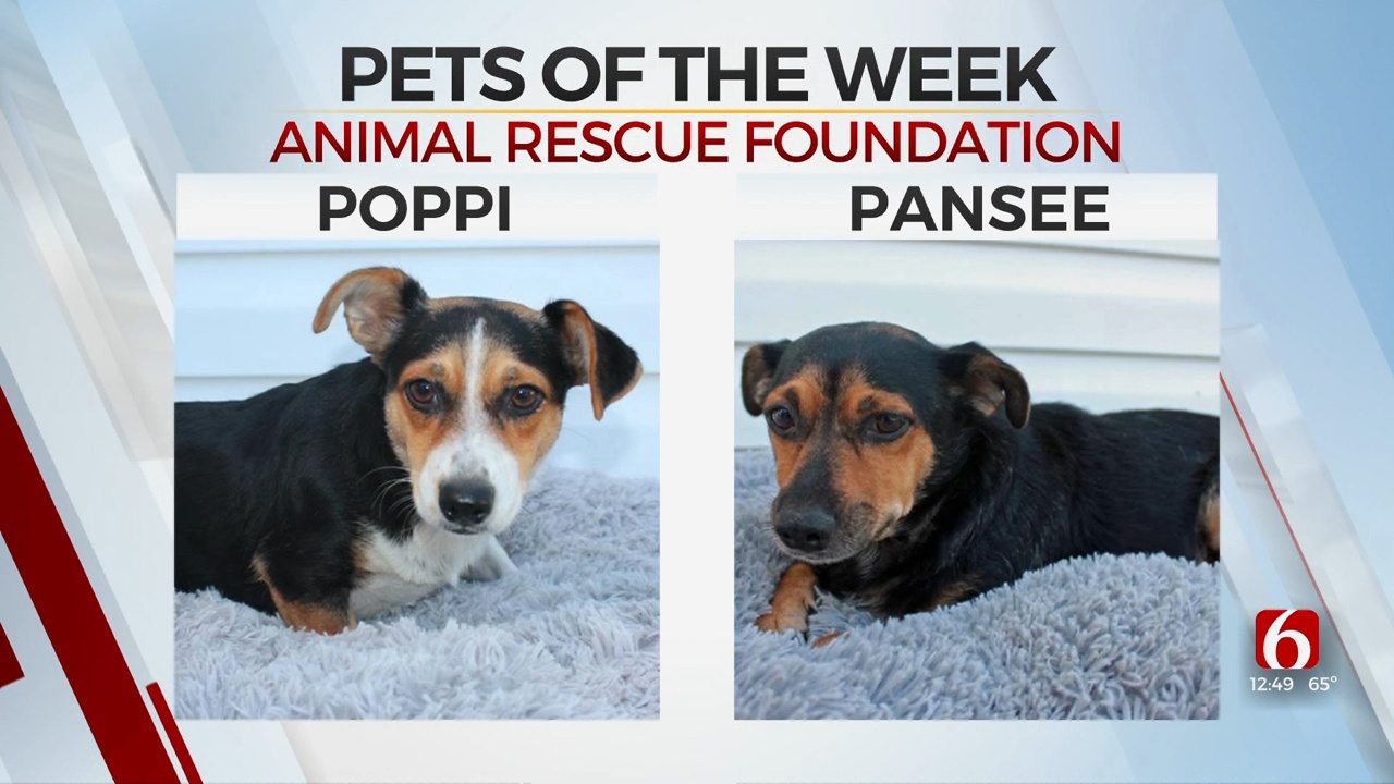 Pet of the Week: Poppi and Pansee