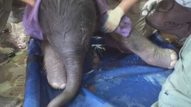 WEB EXTRA (Graphic): Full Video Of Baby Elephant Being Born At The Oklahoma City Zoo