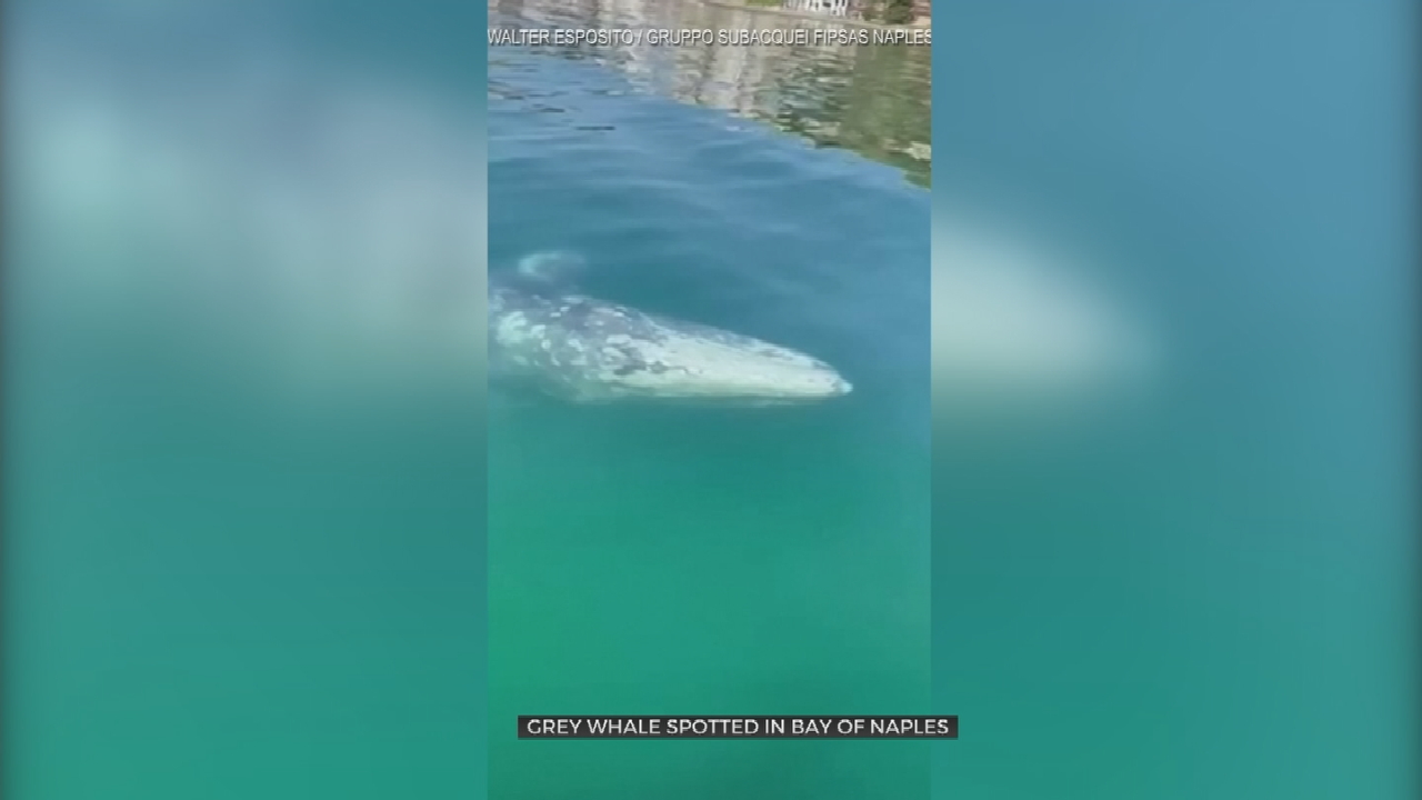 Watch: Rare Grey Whale Sighting In The Bay Of Naples