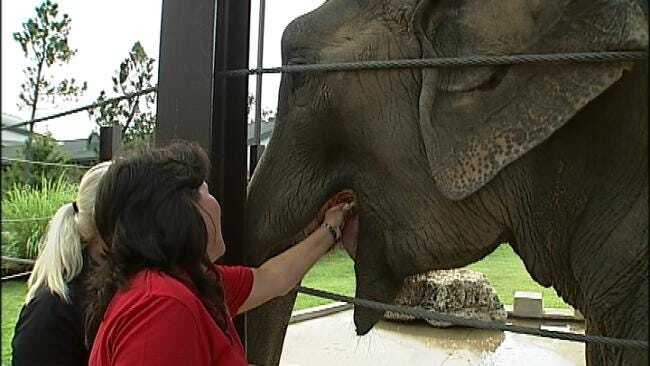 Wild Wednesday: Elephant Care