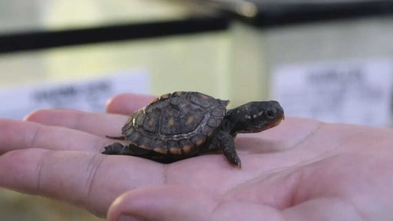 Baby Turtles Born At The Tulsa Zoo
