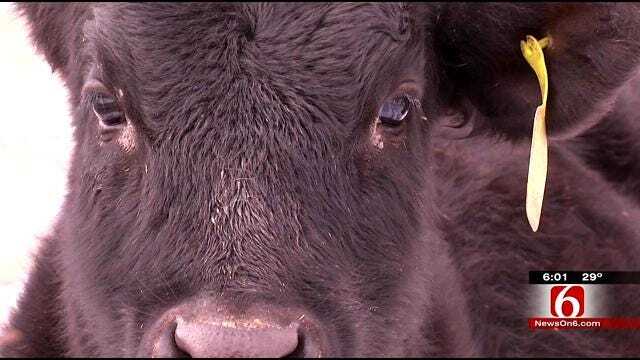 Reward Offered In Shooting Death Of Craig County Family's Show Cow