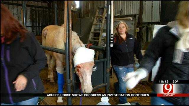 OKC Horse Left For Dead Now Making A Miraculous Recovery