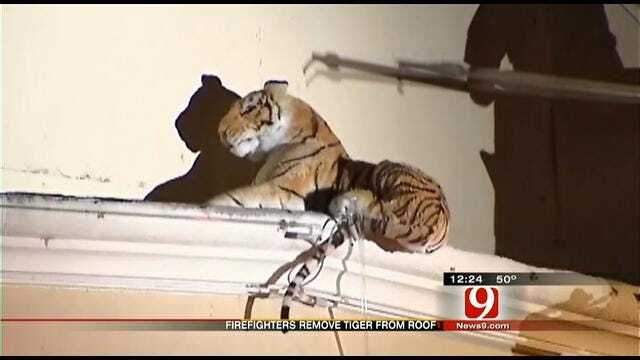 Tiger Sighting Actually False Alarm