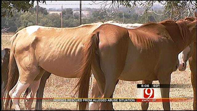 One Horse Dead, Others Starving In Grady County