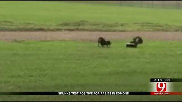 Officials: Fourth Skunk Found In Edmond Tested Positive For Rabies