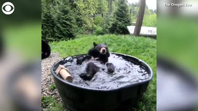 WATCH: Bear Splashes Around In A Tub