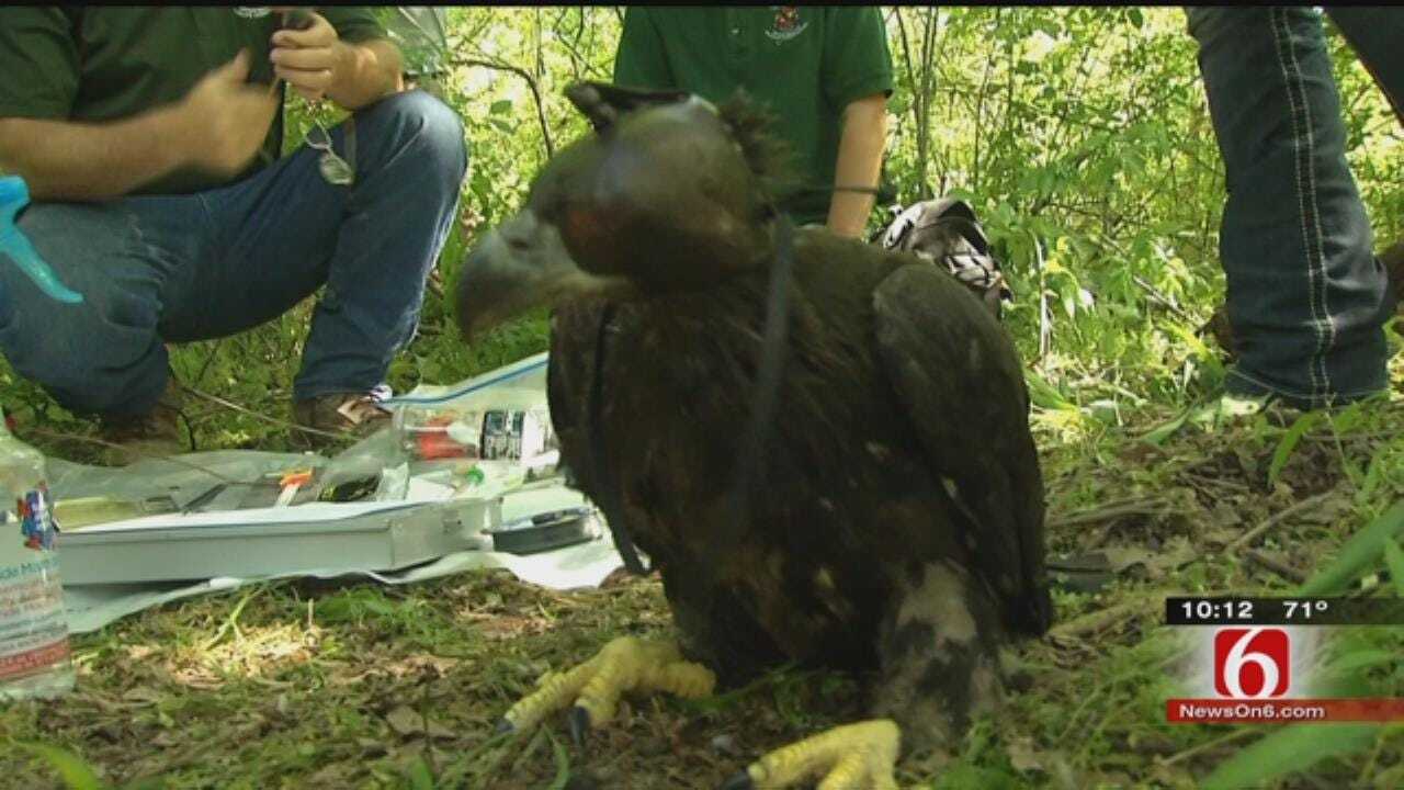 OK Experts Tag Eaglets To Learn More About Population