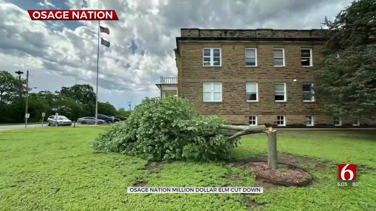 Osage Nation Million-Dollar Elm Tree Cut Down