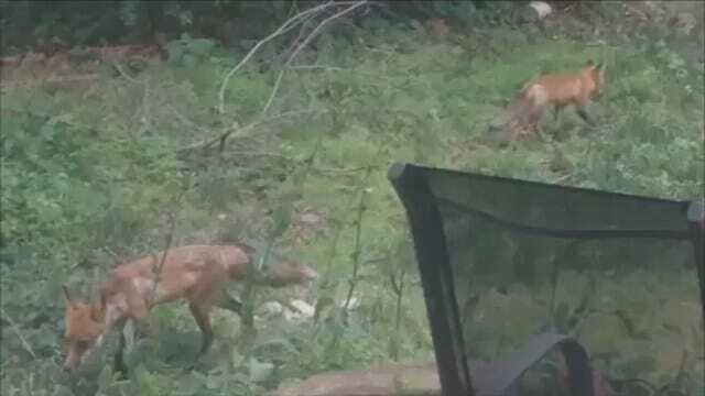 WEB EXTRA: Fox Family In Tulsa Backyard