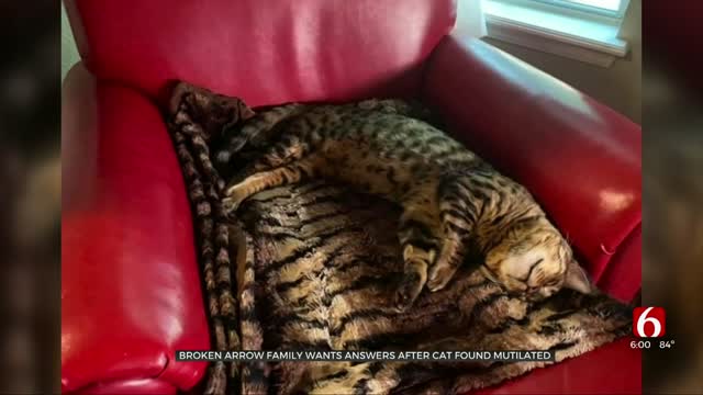 Broken Arrow Family Wants Answers After Cat Found Mutilated 