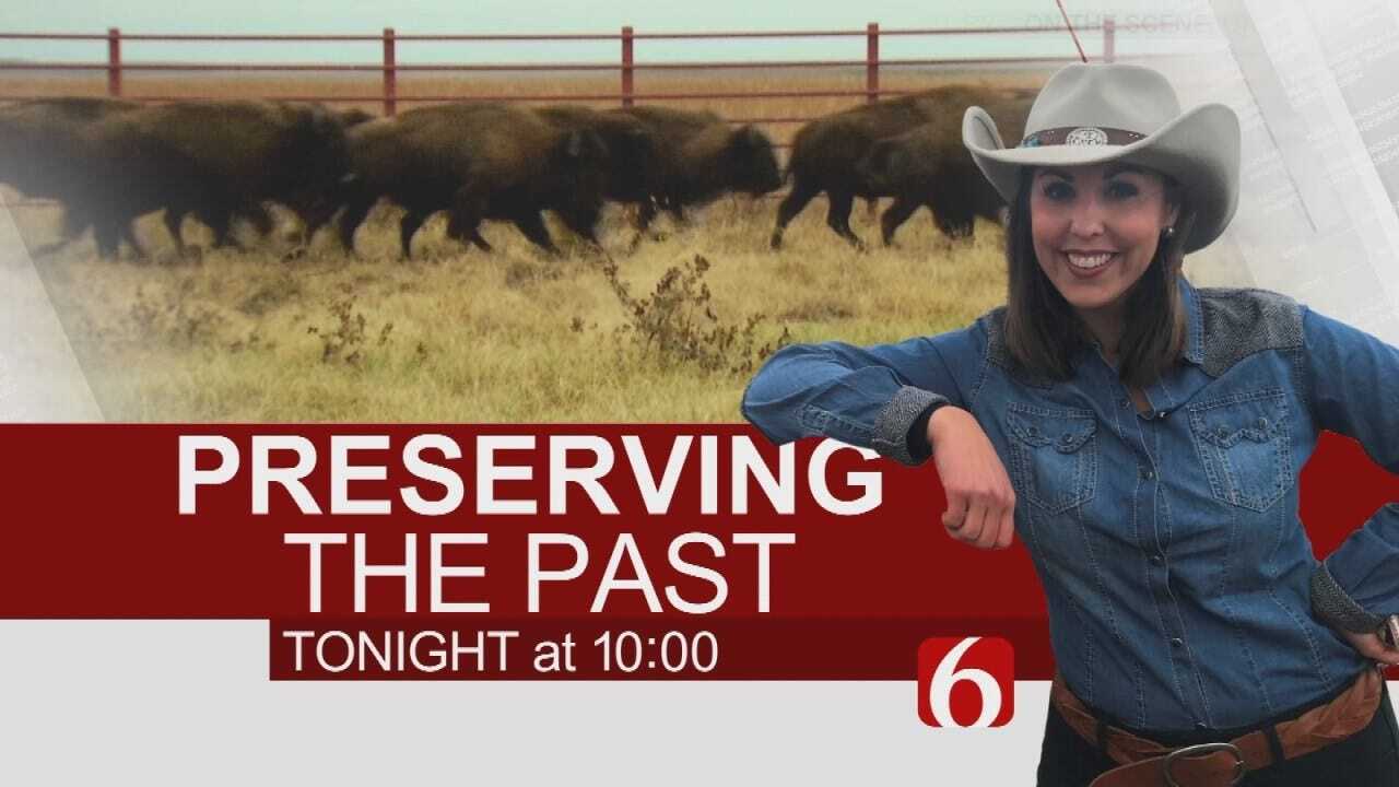 Tonight At 10: How Bison Shape The Tallgrass Prairie