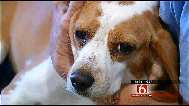 Checotah Animal Shelter Places Pups In Chicago