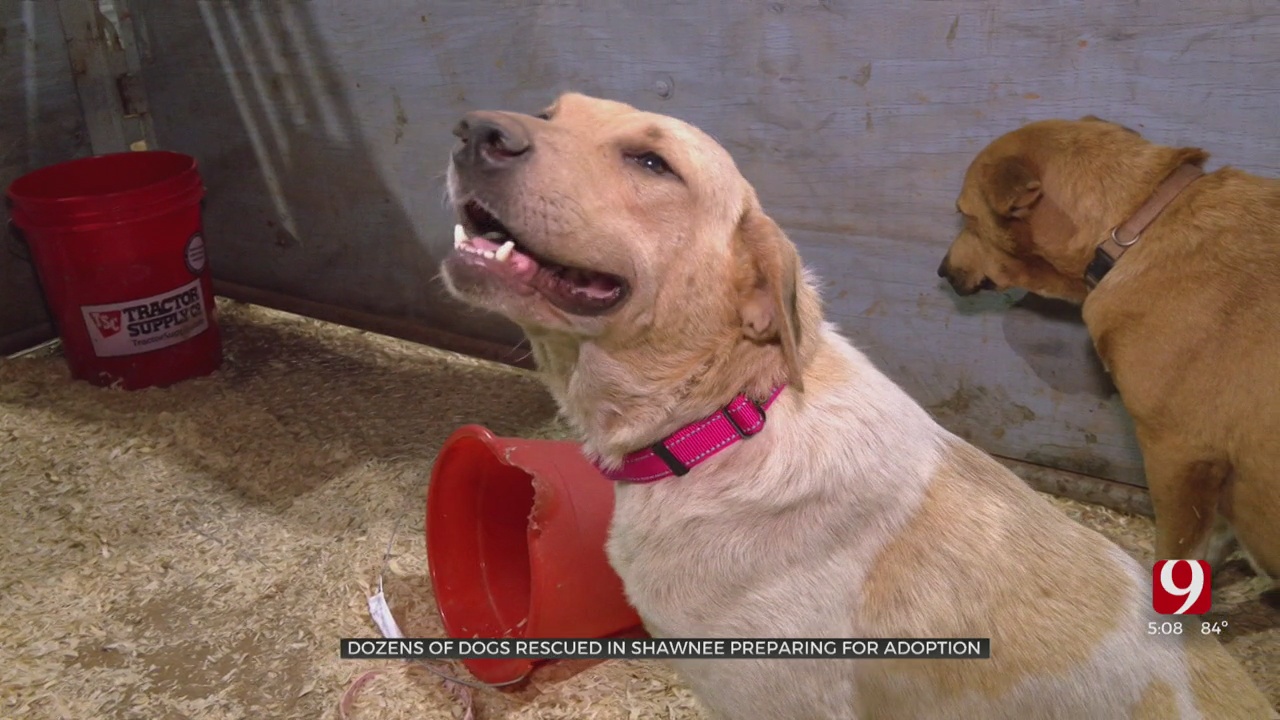 Dozens Of Dogs Rescued In Pottawatomie County Preparing For Adoption