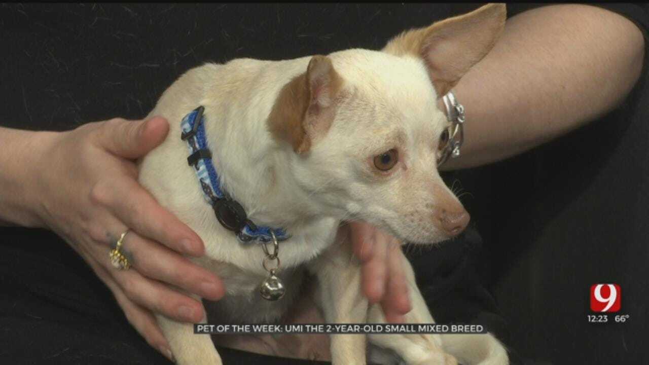 Pet of the Week: Umi