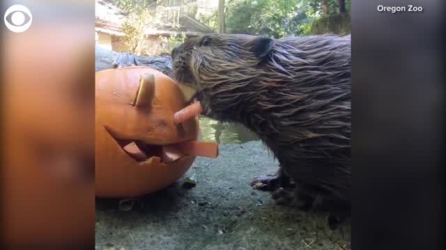 Watch: Beaver Enjoys Halloween-Themed Treat