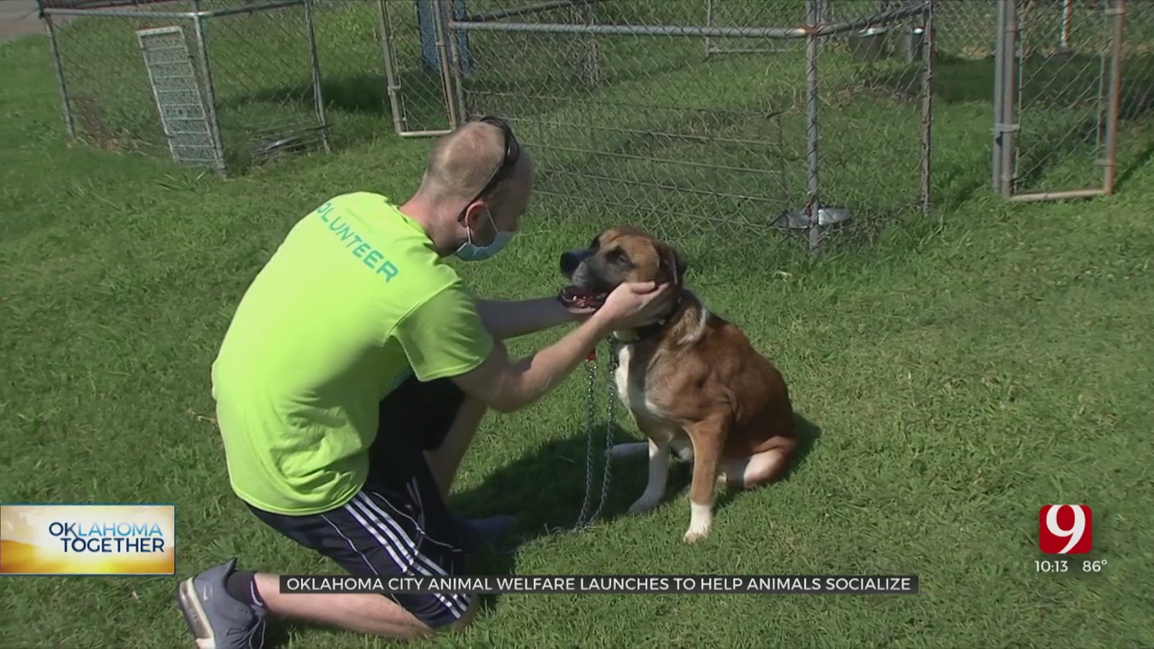 Oklahoma City Animal Welfare Launches Program To Help Animals Socialize