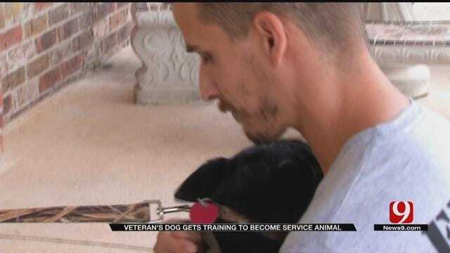 Help Pours In For Army Veteran, His Rescue Dog