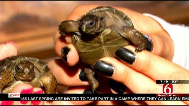 Wild Wednesday: Baby Aldabra Tortoises At The Tulsa Zoo