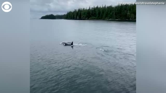 Rare White Killer Whale Spotted Off Alaskan Coast