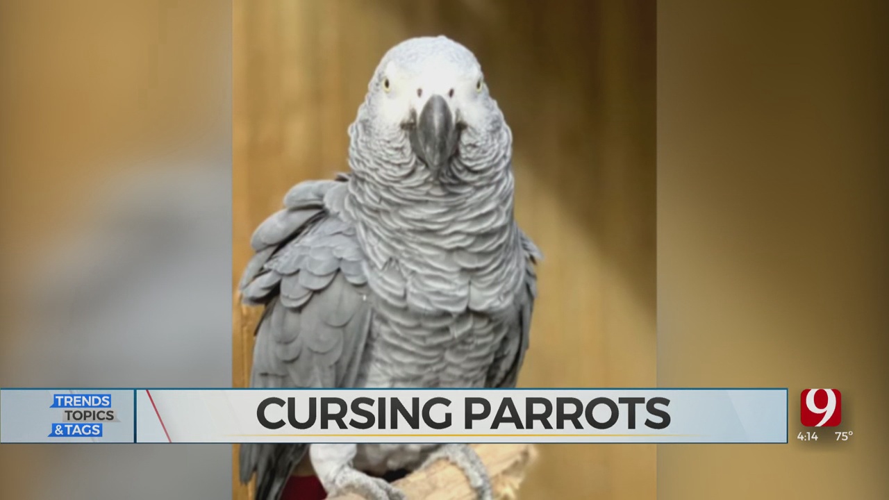 Trends, Topics & Tags: Swearing Parrots