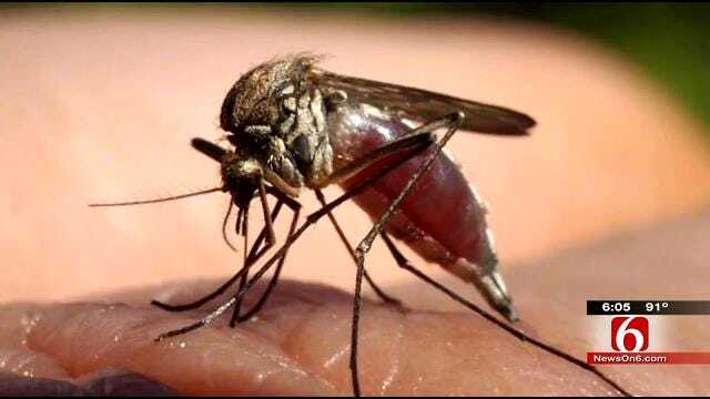 Tulsa Health Department Says Mosquito Surveillance Program Is Working