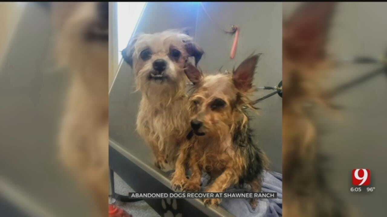 6 Dogs Rescued From Abandoned Trailer Home In Pottawatomie County