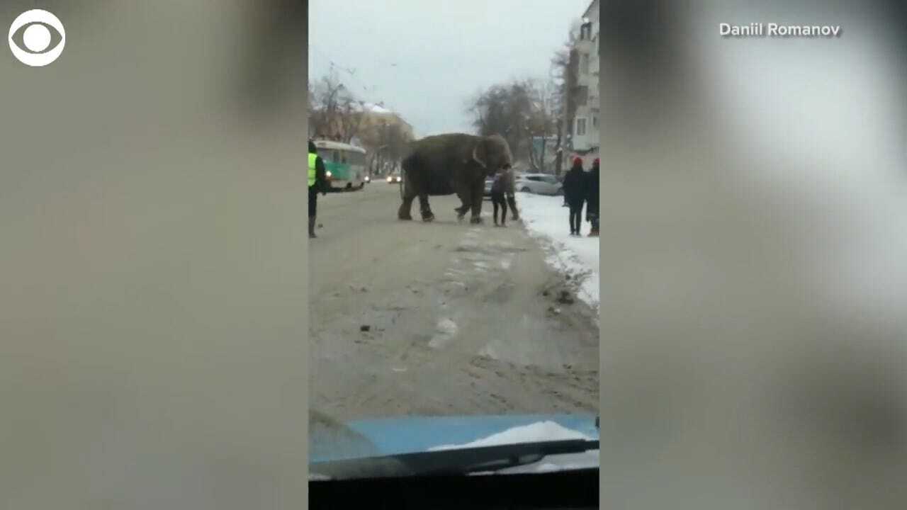 WATCH: Elephant Escape From Circus